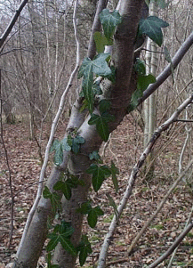 Ivy on a tree