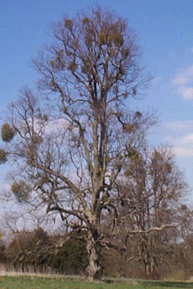 Wild Mistletoe growing on an Oak tree