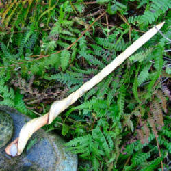 Twisted Willow and moonstone ogham wand