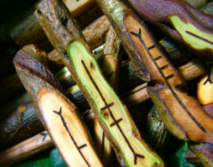 Selected Native Celtic Woods - Real Ogham Staves 